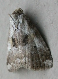 Black-patched Graylet
